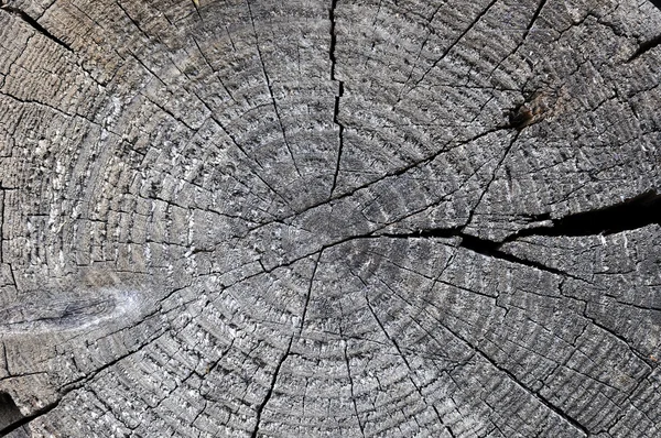 Weathered wooden cut — Stock Photo, Image