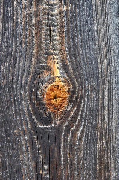 Noeud d'arbre — Photo