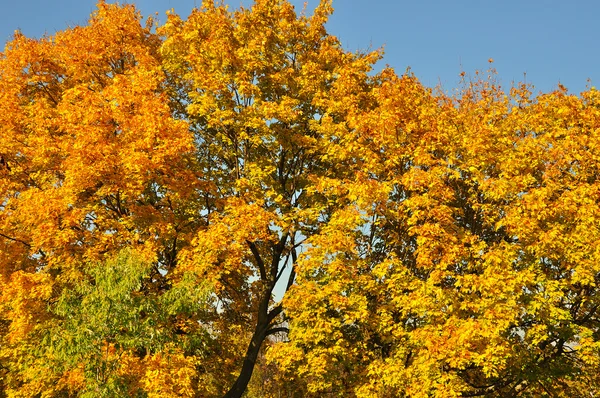 Őszi fák — Stock Fotó