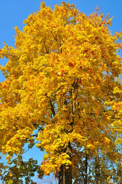 Φθινόπωρο δέντρο — Φωτογραφία Αρχείου