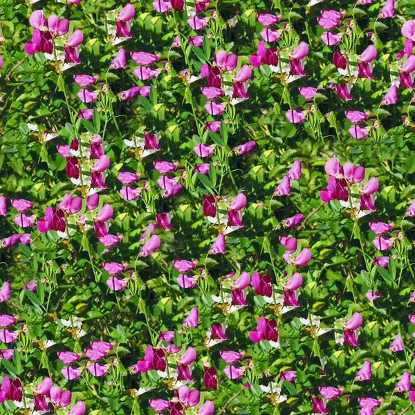 Wild flowers seamless — Stock Photo, Image