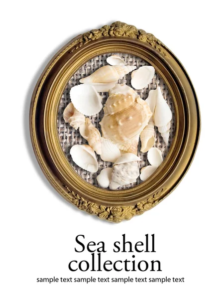 Seashell for to frame — Stock Photo, Image