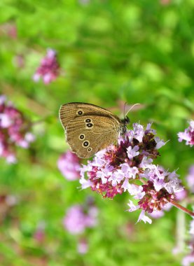 Lüle (Aphantopus hyperantus)