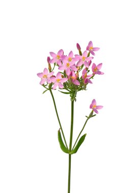 Ortak kantaron (Centaurium erythraea)