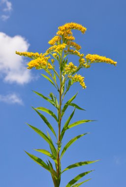 Dev Altın Başak (Solidago kızgözü)