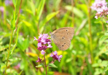 Lüle (Aphantopus hyperantus)