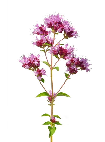 Oregano (origanum vulgare) — Stock fotografie