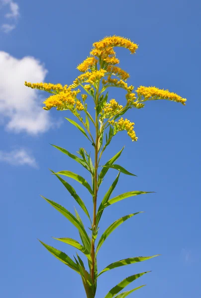 stock image Giant goldenrod (Solidago gigantea)