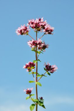 kekik (origanum vulgare)