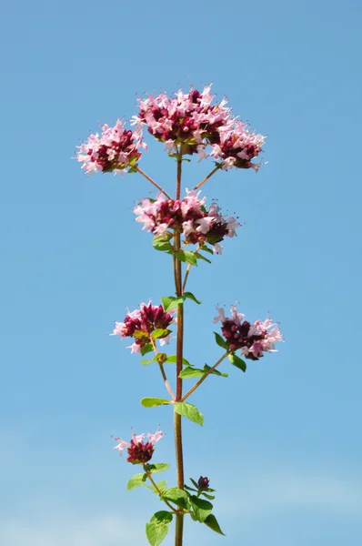 Oregano (origanum vulgare) — Stock fotografie