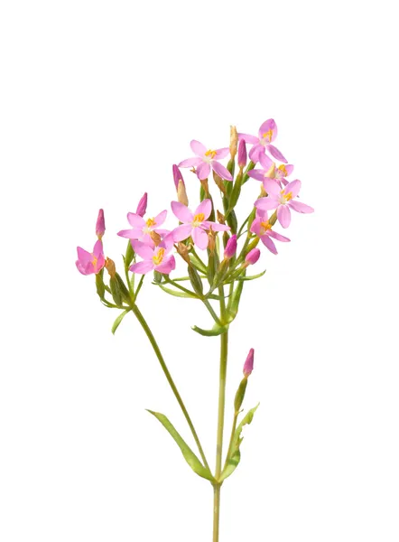 Gemeenschappelijk zo (Centaurium erythraea) — Stockfoto