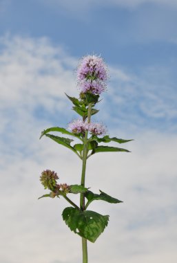 Su nane (Mentha aquatica)