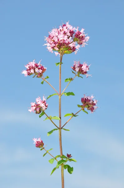 Orégano (Origanum vulgare ) — Fotografia de Stock