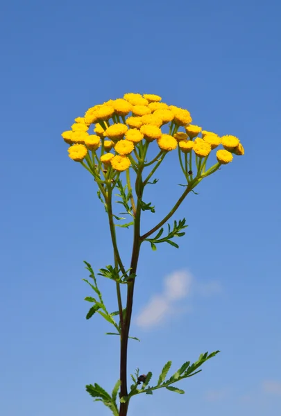 stock image Tansy (Tanacetum vulgare)