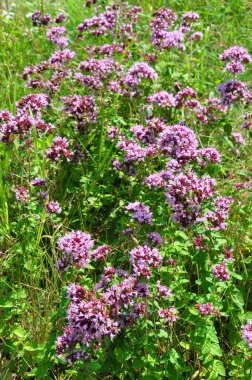 kekik (origanum vulgare)