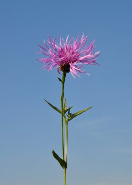 Kahverengi knapweed (Centaurea jacea)