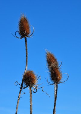 Fuller'ın teasel (Dipsacus fullonum)