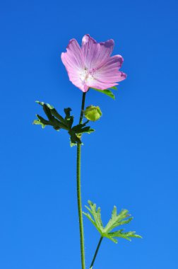 Büyük misk-ebegümeci (Malva alcea)