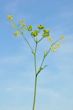 Yabani havuç (Pastinaca sativa)