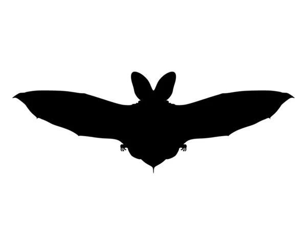 Flying bat — Stock Photo, Image