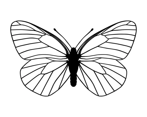Bílý motýl — Stock fotografie