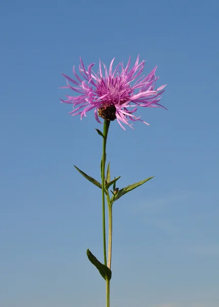 Brunknopp (Centaurea jacea)) — Stockfoto
