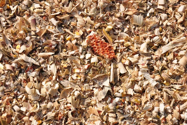 Residuos de trilla de maíz — Foto de Stock