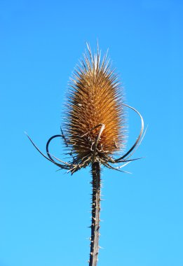 Fuller'ın teasel (Dipsacus fullonum)