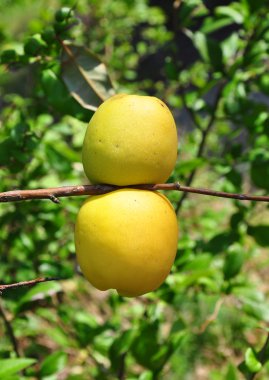 Çin Ayva meyve (Chaenomeles speciosa)