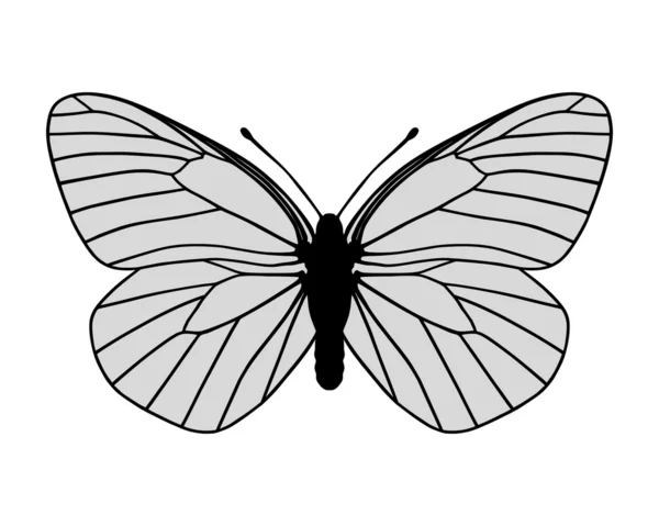 White butterfly — Stock Photo, Image