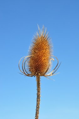 Fuller'ın teasel (Dipsacus fullonum)