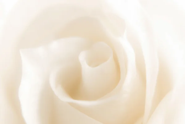 Bézs rózsa — Stock Fotó