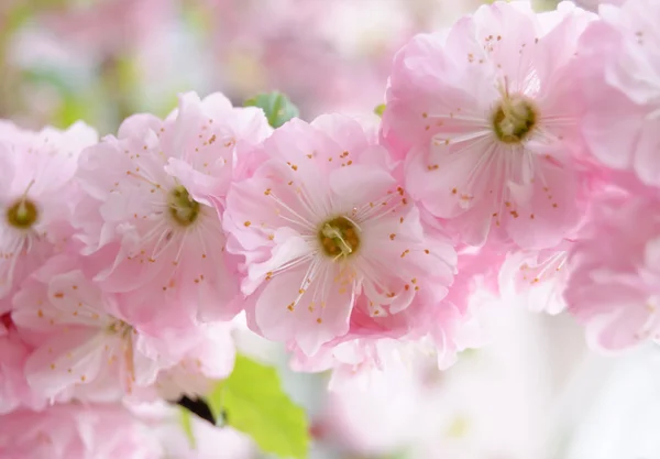 Fine pink flower Almonds trilobate — Stock Photo, Image