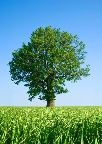 Solitary tree. — Stock Photo, Image