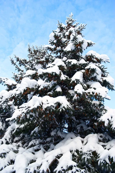 Big spruce, winter daytime. — Stock Photo, Image