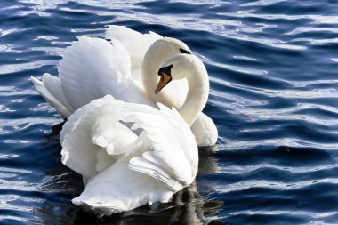 Two king swans clipart