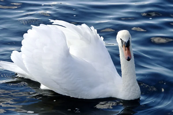 King Swan — Stock Photo, Image