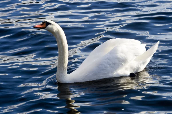 King Swan — Stock Photo, Image