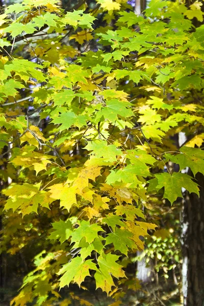 Hojas de otoño de arce — Foto de Stock