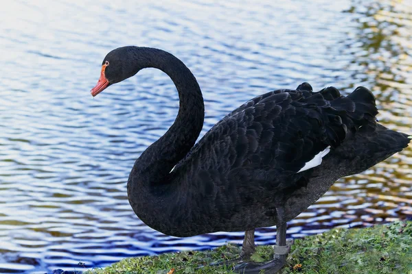 Black King Swan — Stock Photo, Image