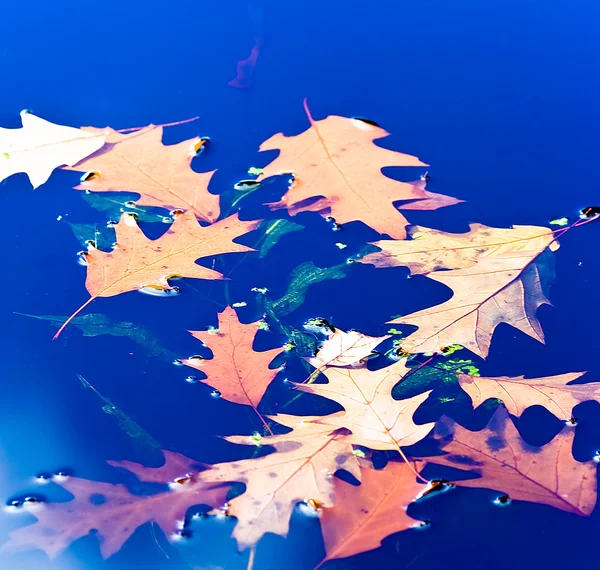 Hojas de otoño en el agua — Foto de Stock