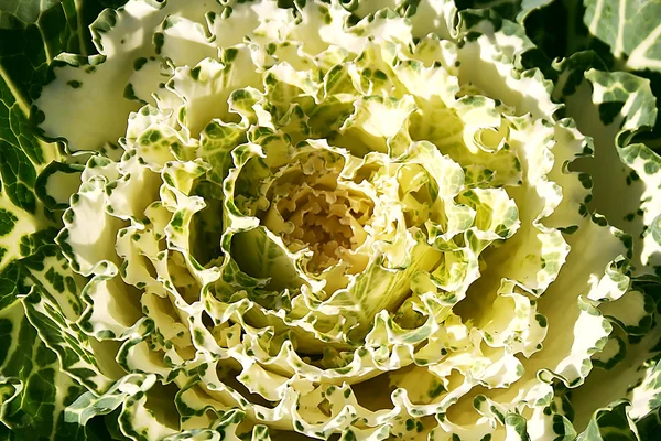 Decorative cauliflower flower — Stock Photo, Image
