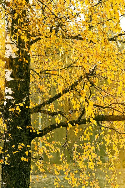 Gelbe Blätter an einer Herbst-Birke — Stockfoto