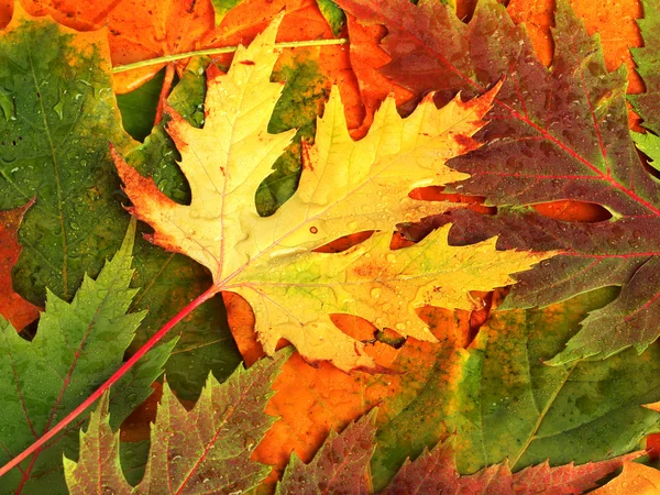 Belo pano de fundo de folhas de outono caídas para design — Fotografia de Stock