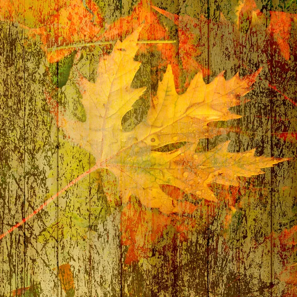 Prachtige achtergrond van gevallen herfst bladeren voor ontwerp — Stockfoto