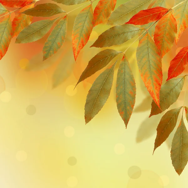 明亮的树叶与散景的抽象背景 — 图库照片