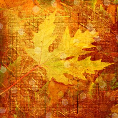 Beautiful backdrop of fallen autumn leaves for design clipart