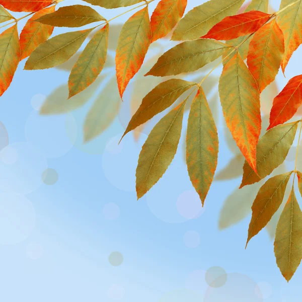 Яркие осенние листья на абстрактном фоне с боке — стоковое фото