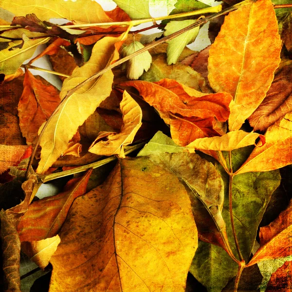 Prachtige achtergrond van gevallen herfst bladeren voor ontwerp — Stockfoto