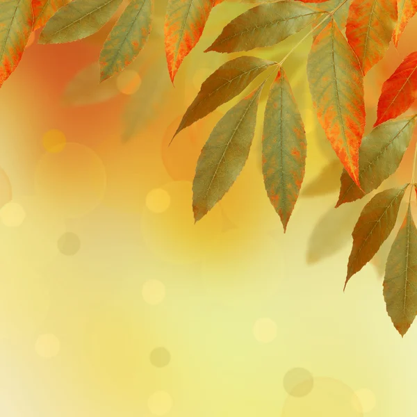 Světlé podzimní listí na pozadí abstraktní s bokeh — Stock fotografie